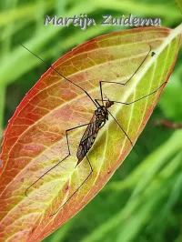Nephrotoma crocata